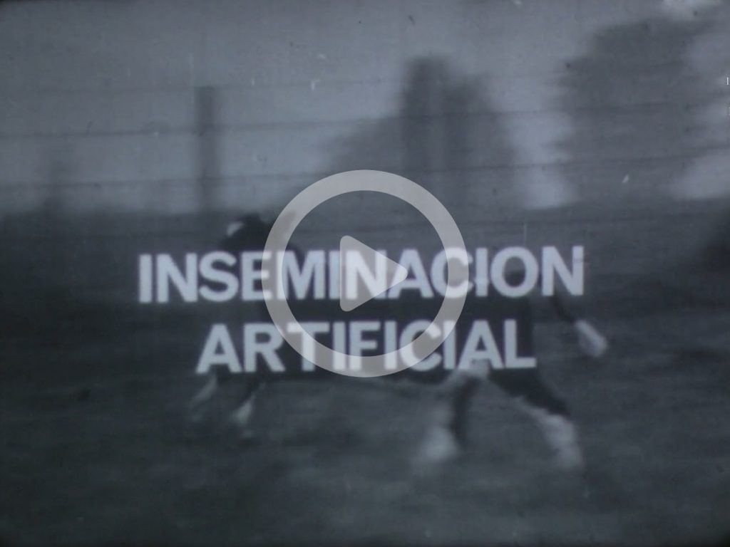 Inseminación-Artificial